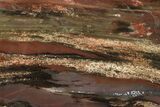 Polished Petrified Tropical Hardwood Slab - Texas #236522-1